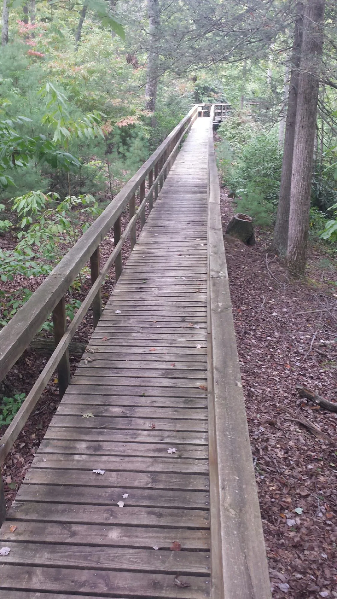 Long wood walkway with handrails built through the woods in Turkey